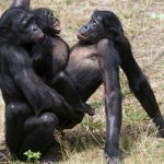 150505182722-bonobo-640×360-thinkstock