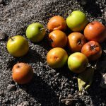 buah-bidara