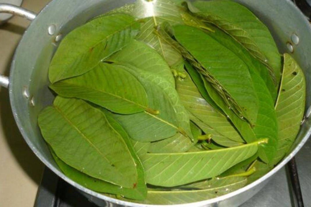 Terbaik, Tip Lebatkan Rambut Dengan Gunakan Daun Jambu Batu!  MASKULIN