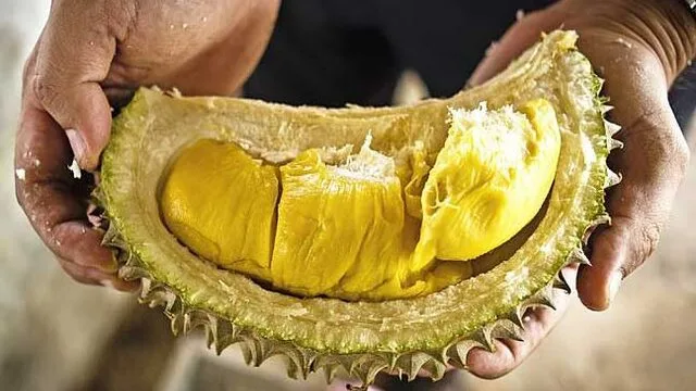 Makan Lebih 9 Ulas Durian Boleh Gemuk? Ini Fakta Ramai Tak Tahu!