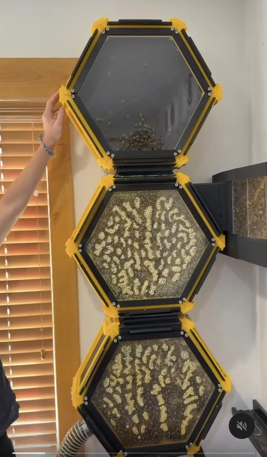Umur Baru 13 Tahun, Remaja Ini Cipta Sarang Lebah 3D Dalam Bilik Tidur
