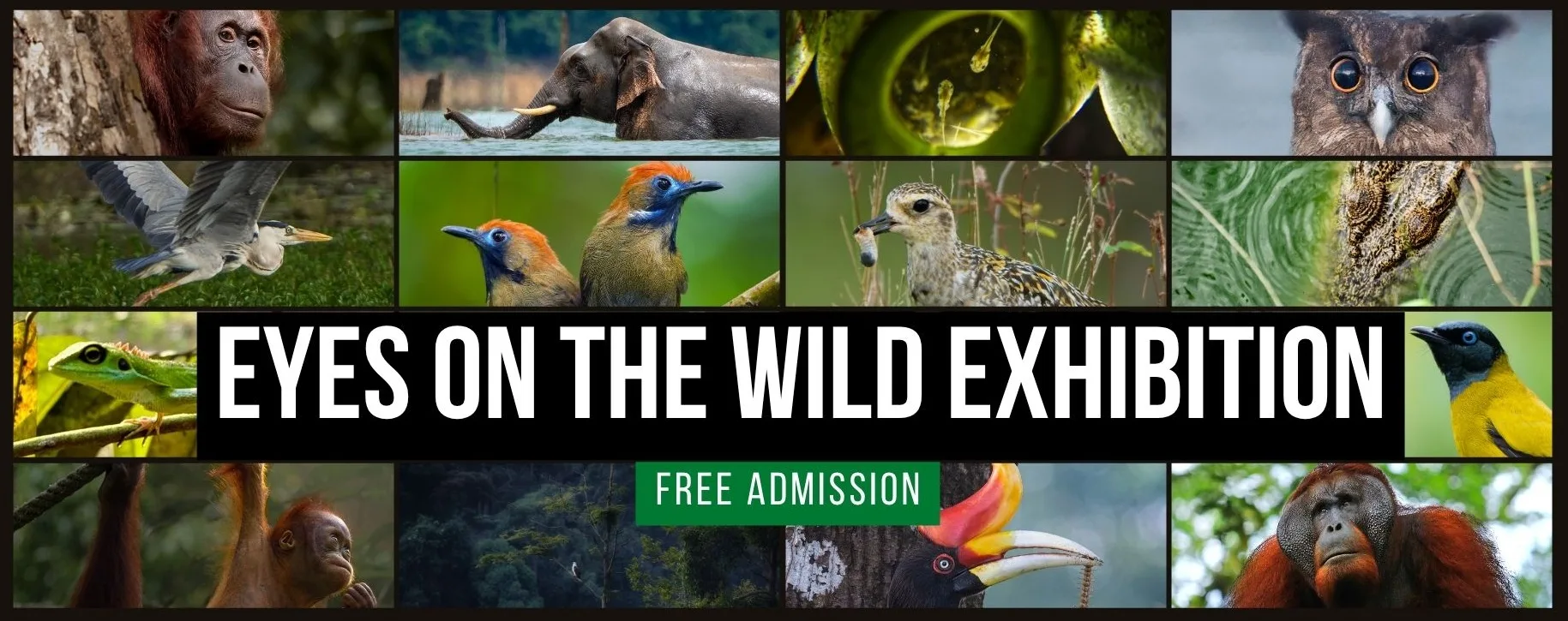 Eyes on the Wild, Gerakan Fotografi Menghidupkan Semula Cinta Alam Malaysia