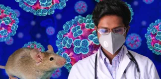 hantavirus