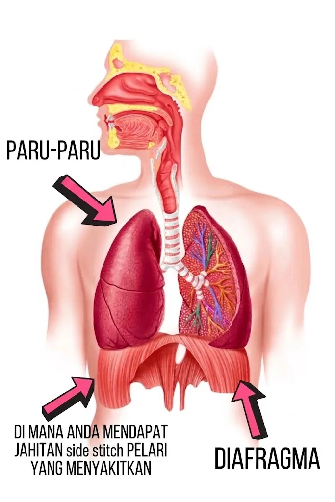Side Stitch, Punca & Bagaimana Nak Elak Berlaku Ketika Larian 6 Side Stitch, Punca & Bagaimana Nak Elak Berlaku Ketika Larian