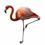 1-2-flamingo-png-pic